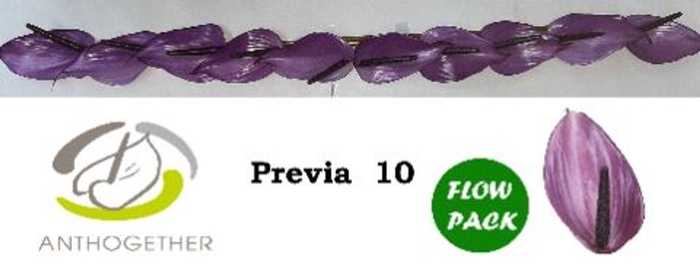 <h4>Anthurium andr. 'Previa'</h4>