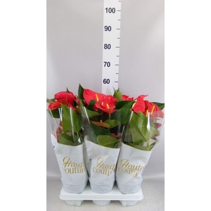 Anthurium andr. 'Casparo'