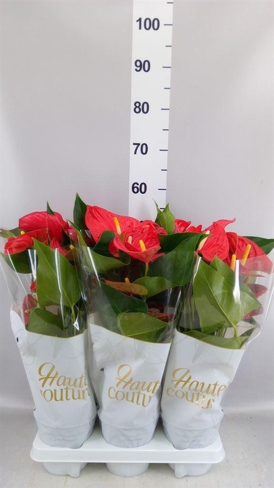 <h4>Anthurium andr. 'Casparo'</h4>
