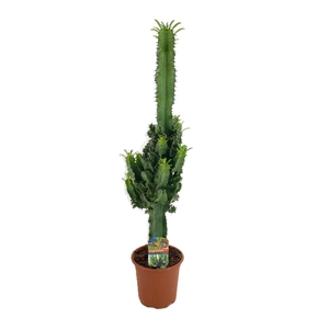 Euphorbia eritrea
