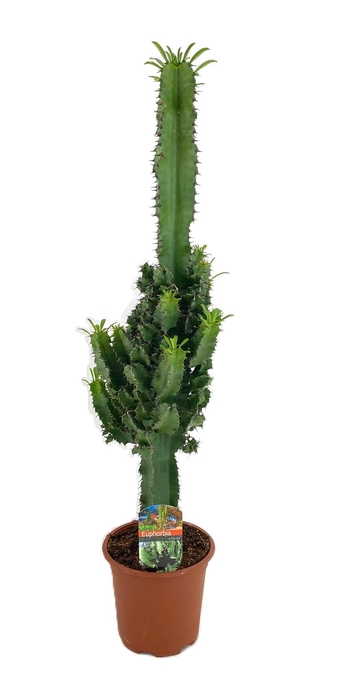 <h4>Euphorbia eritrea</h4>