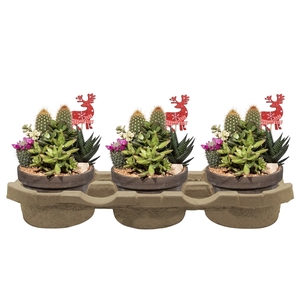 COMPOSITION OF CACTUS AND SUCCULENTS IN BASALT BOWL Ø15 WITH CHRISTMAS DECORATION- ECO TRAY 3 PCS(CACTUS EN SUCCULENTEN)