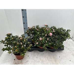 RHODO SI GEM