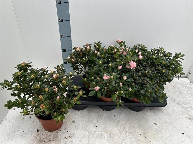 <h4>RHODO SI GEM</h4>