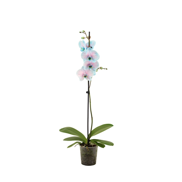 <h4>Phal I Am Bubblegum 1T9+ (24 uur levertijd)</h4>