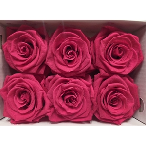 Ro Pres Classic Cherry Blush