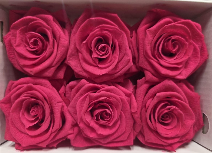 Ro Pres Classic Cherry Blush