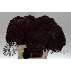 Hydrangea mag pink ruby classic