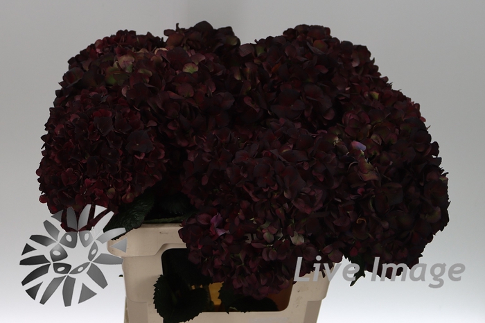 <h4>Hydrangea mag pink ruby classic</h4>
