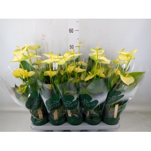 Anthurium andr. 'Vanilla'