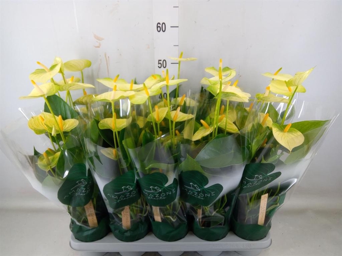 <h4>Anthurium andr. 'Vanilla'</h4>