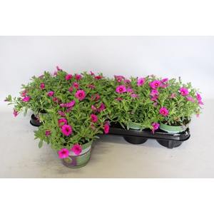 Calibrachoa Neon Rose