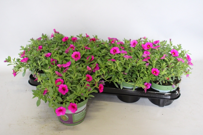 <h4>Calibrachoa Neon Rose</h4>