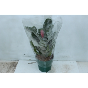 AECHMEA FASCIATA P17