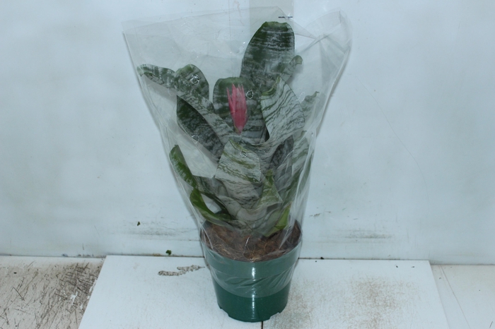 <h4>AECHMEA FASCIATA P17</h4>