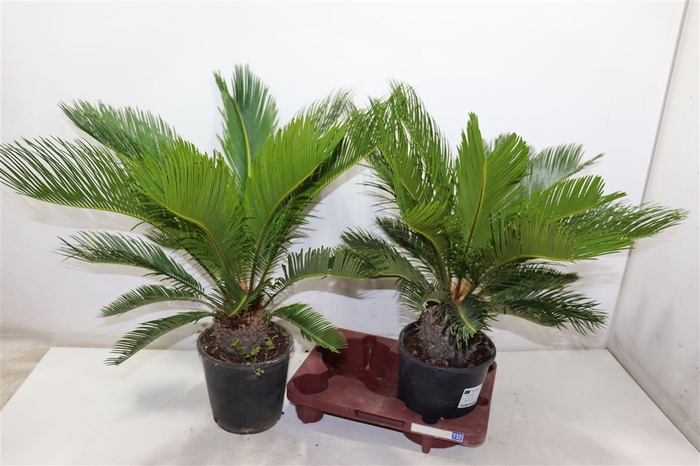 Cycas Revoluta