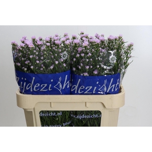 ASTER CLAUDIA ASTER CLAUDIA,15 GR.