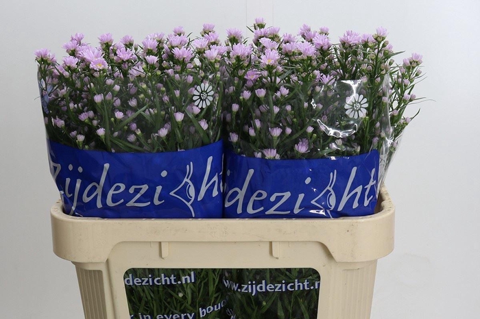 <h4>ASTER CLAUDIA ASTER CLAUDIA,15 GR.</h4>