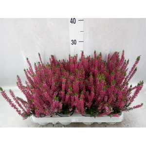 Calluna vulg. 'Beauty L Siska'