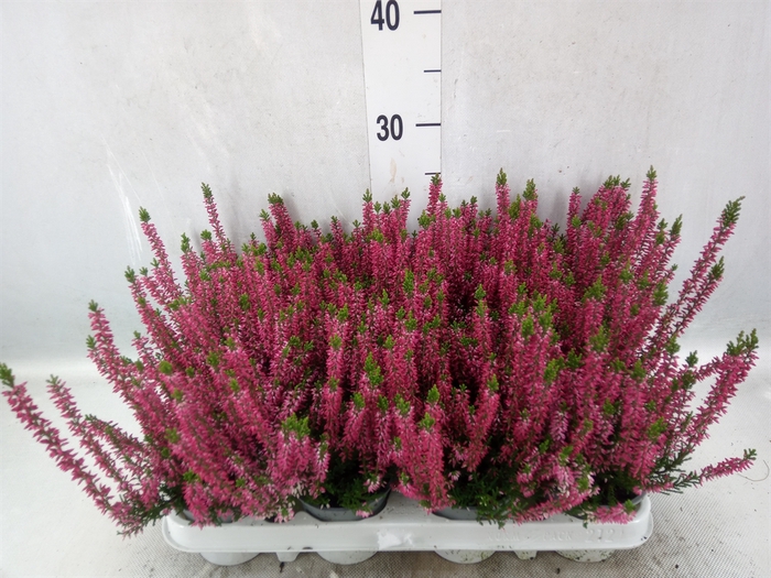 <h4>Calluna vulg. 'Beauty L Siska'</h4>