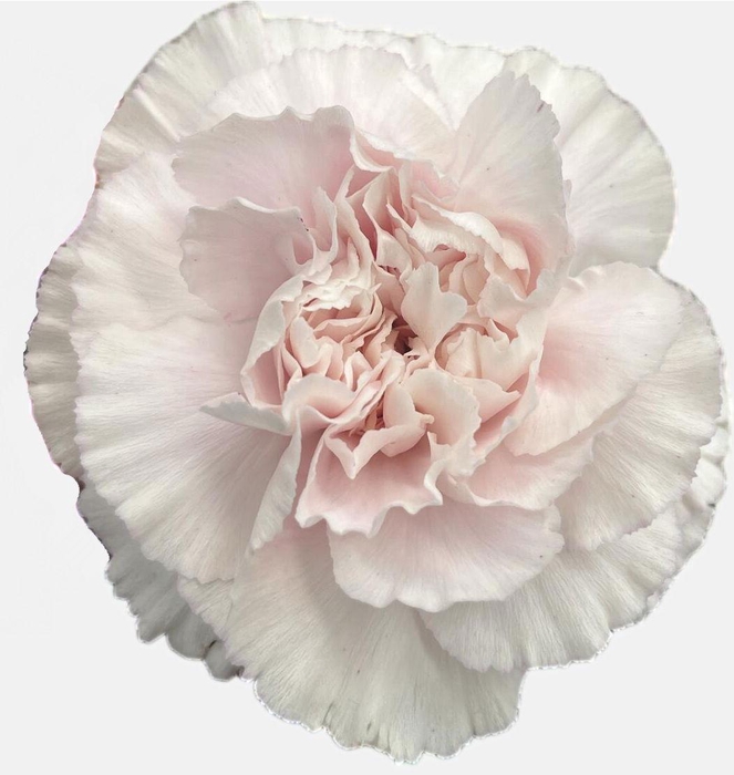 <h4>DI ST MUDAH ROSA</h4>