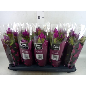 Celosia spic. 'Deep Purple'