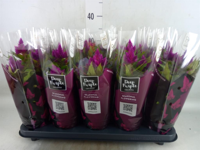 <h4>Celosia spic. 'Deep Purple'</h4>