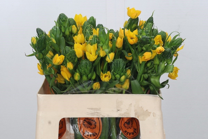 <h4>Ornithogalum Dubium Yellow Asa</h4>