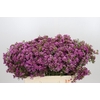 Chamelaucium Mars