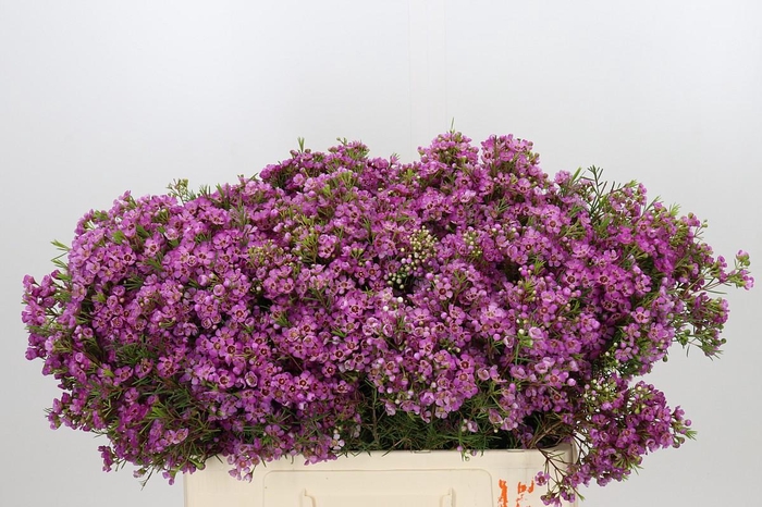 <h4>Chamelaucium Mars</h4>