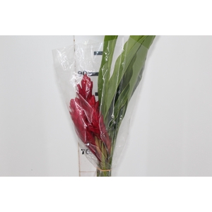 ALPINIA PURPURATA VERMELHA
