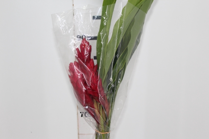 ALPINIA PURPURATA VERMELHA