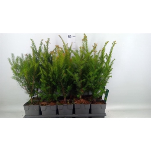 Taxus baccata