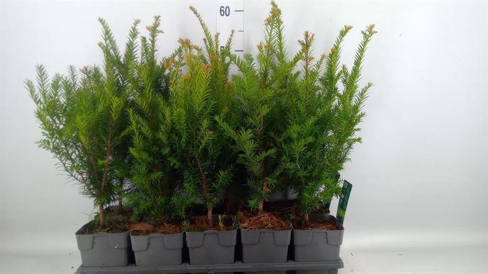 <h4>Taxus baccata</h4>