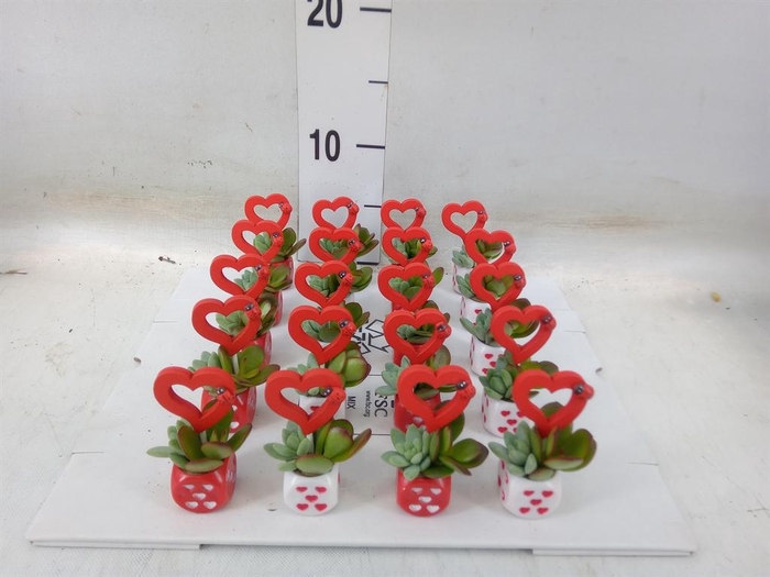 <h4>Arr. Succulents L%</h4>