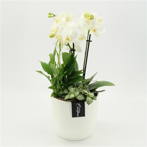 <h4>Arrangementen Phalaenopsis mt H%</h4>