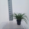 Pennisetum alopecuroides