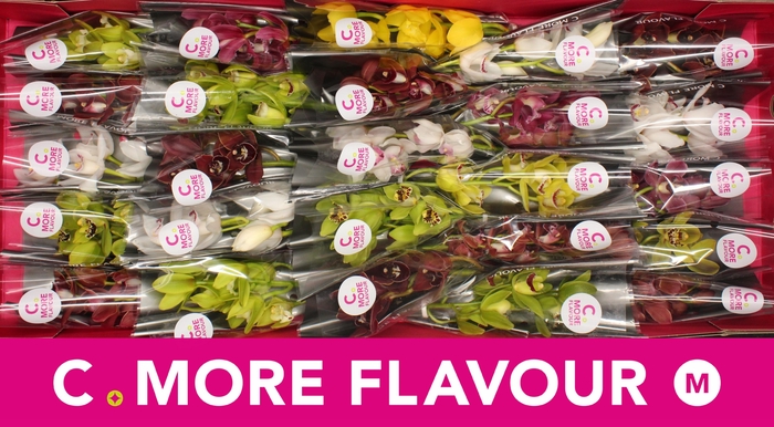 <h4>CYMB MI GEM</h4>