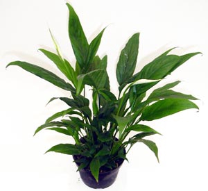 SPATHIPHYLLUM COM FLOR P06 COM FLOR