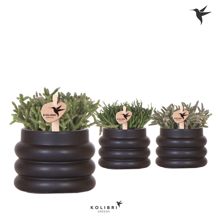 <h4>Kolibri Greens Rhipsalis mix in Bubble pot black</h4>