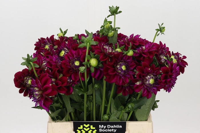 Dahlia Ivannetti