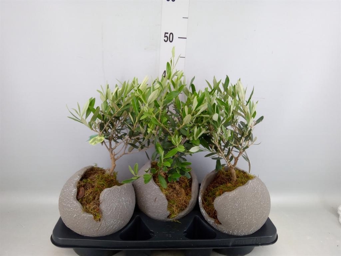 <h4>Arr.   Tuinplanten H%</h4>