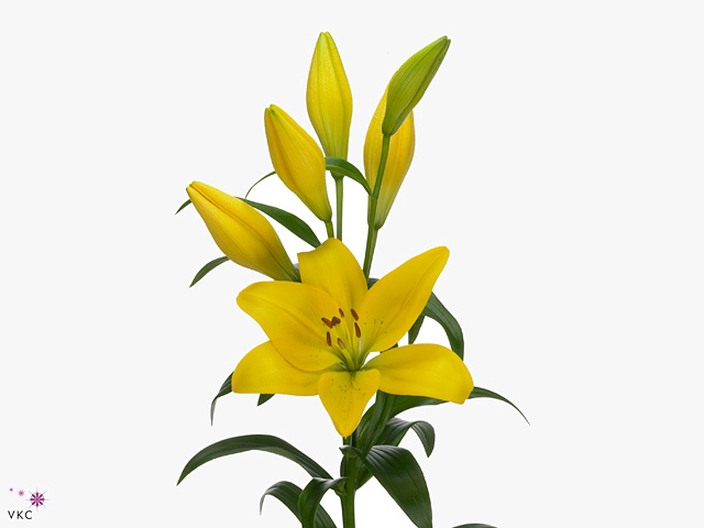 LI LA SCIPIONE