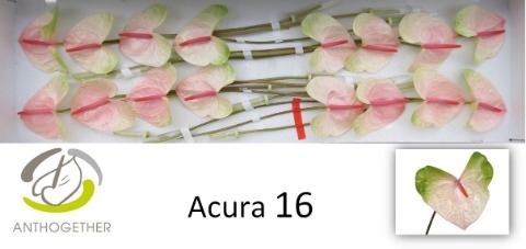 <h4>Anthurium Acura</h4>