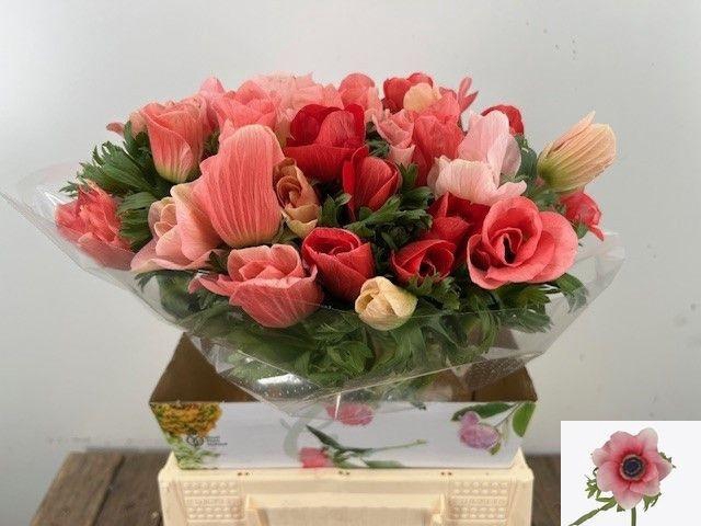 <h4>ANEM CO RB MISTY RED</h4>