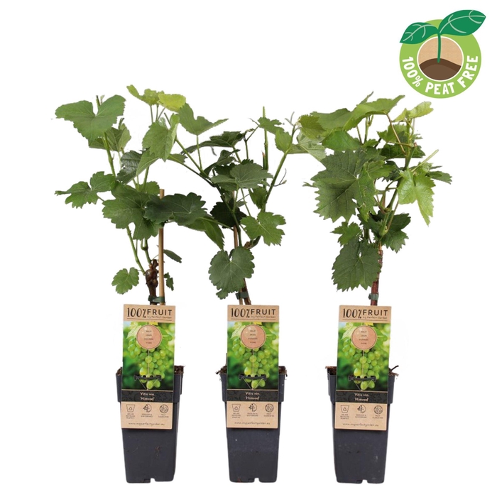 <h4>Vitis Himrod</h4>