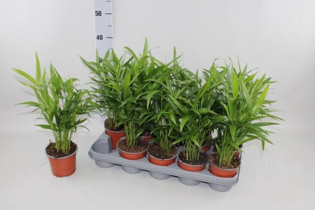 <h4>CHAMAED CATARACTARUM</h4>