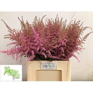 ASTIL AR CATTLEYA