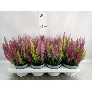 Calluna vulg. 'Beauty L Starl' ..mx