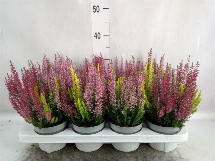 <h4>Calluna vulg. 'Beauty L Starl' ..mx</h4>